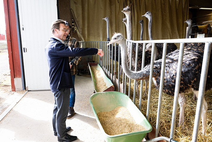 Statsminister Ulf Kristersson hälsar på en struts som står i en inhägnad.