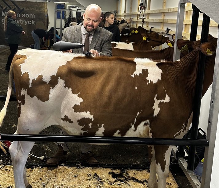 I bakgrunden står landsbygdsminister Peter Kullgren och håller i en fön. I förgrunden står en ko.