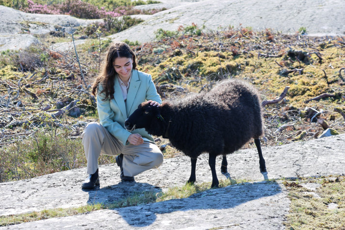 Klimat- och miljöminister Romina Pourmokhtari träffar ett av de betande fåren på Bullerön.