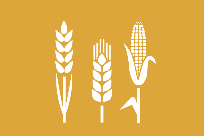 Senapsgul bakgrund vita illustrationer, en växt, ett spannmålsax och en majsplanta med kolv bredvid varandra..