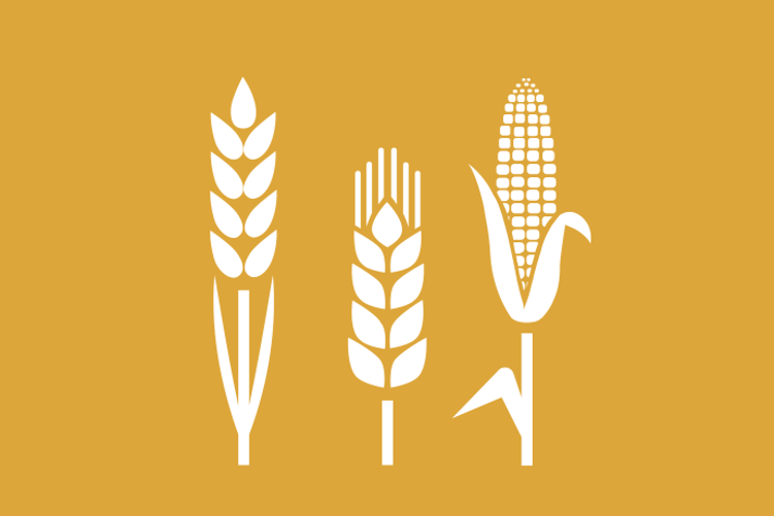 Senapsgul bakgrund vita illustrationer, en växt, ett spannmålsax och en majsplanta med kolv bredvid varandra..